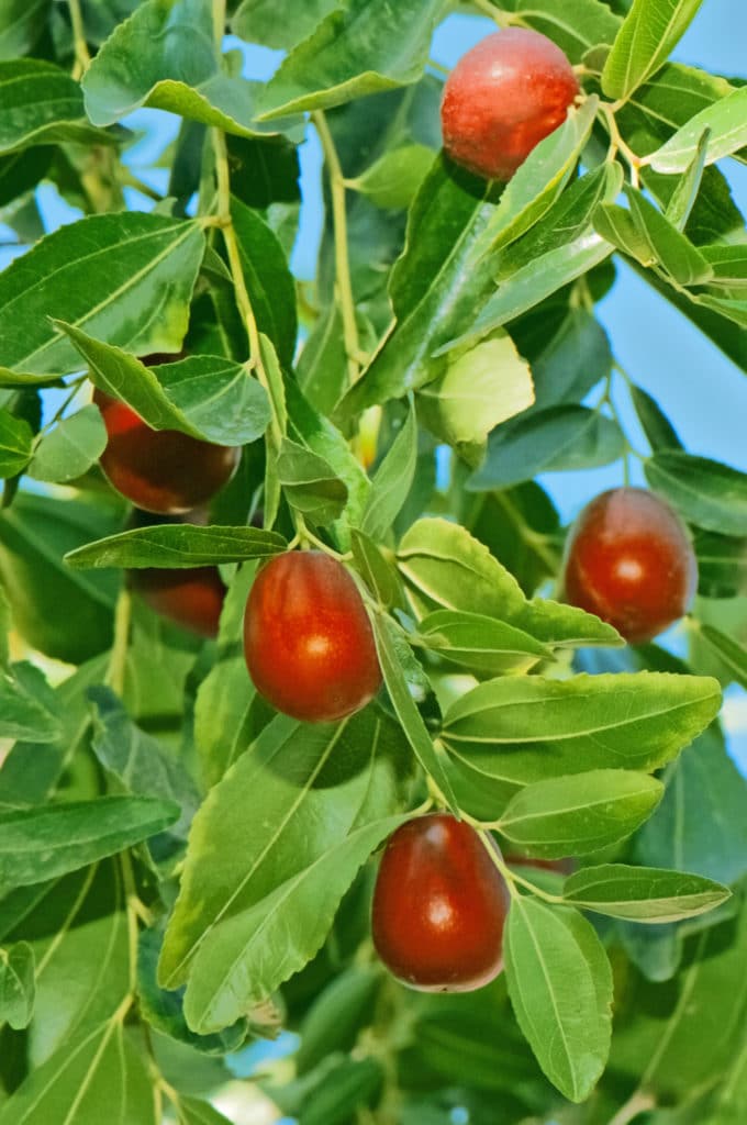 ripe dazao jujube berries on the tree 