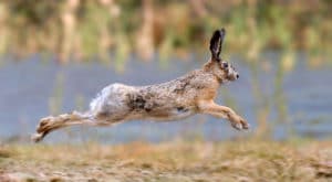 picture of a wild rabbit hare chinese medicine