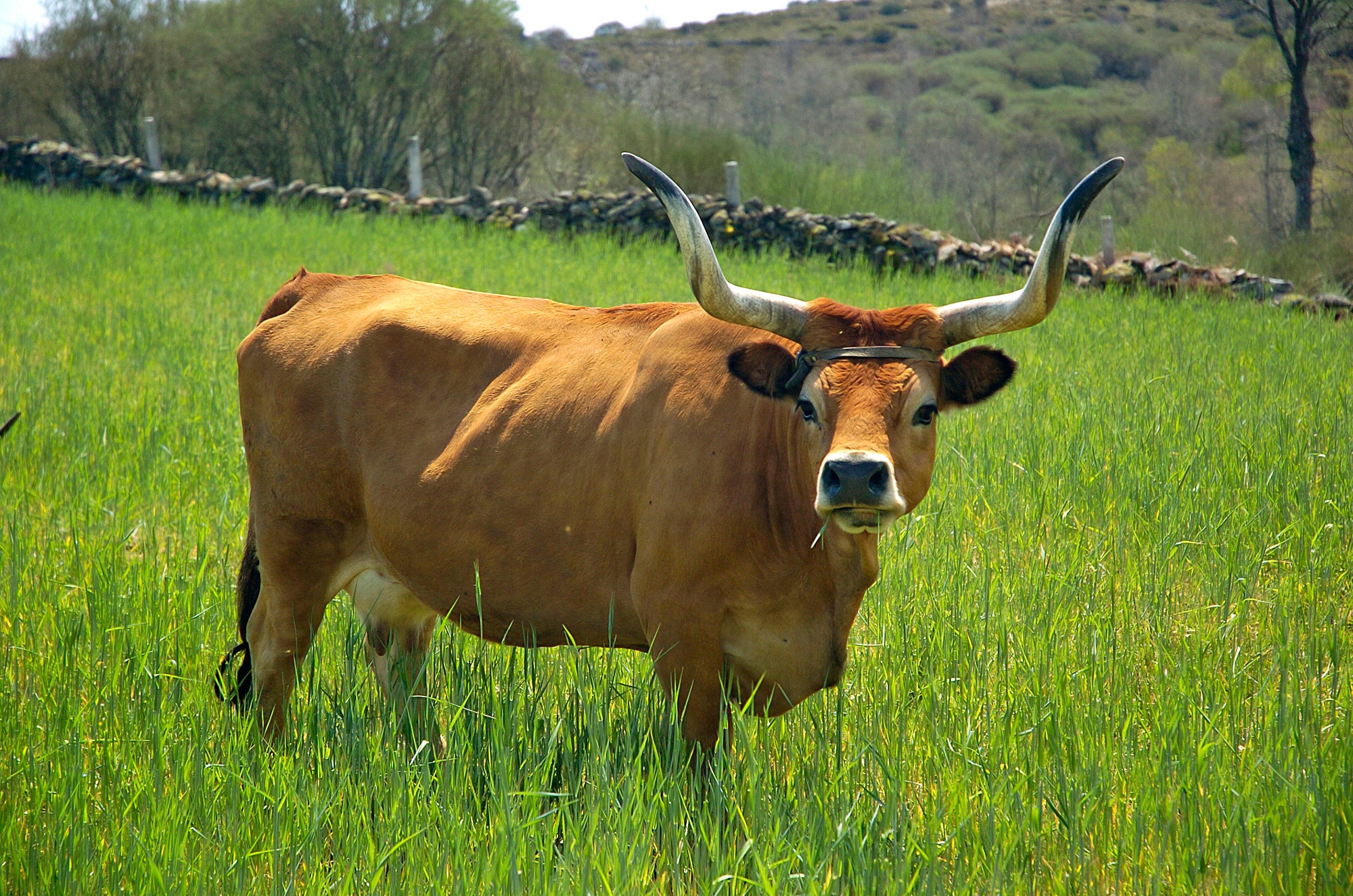 tawny ox with long horns stands in a verdant field